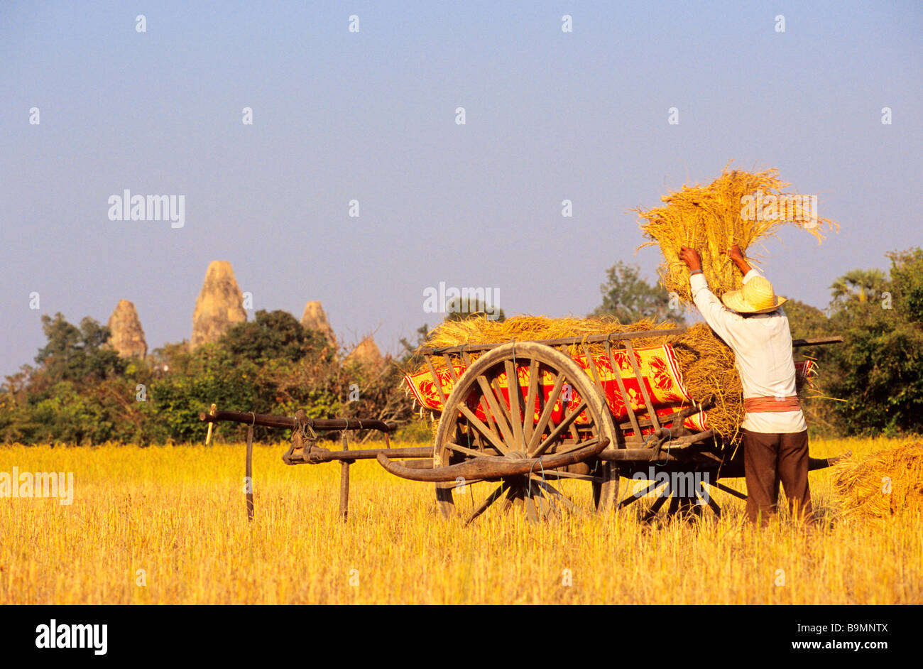 Cambodia, Siem Reap Province, Angkor site, charging a cart during rice harvest, Pre Rup Temple in the background Stock Photo