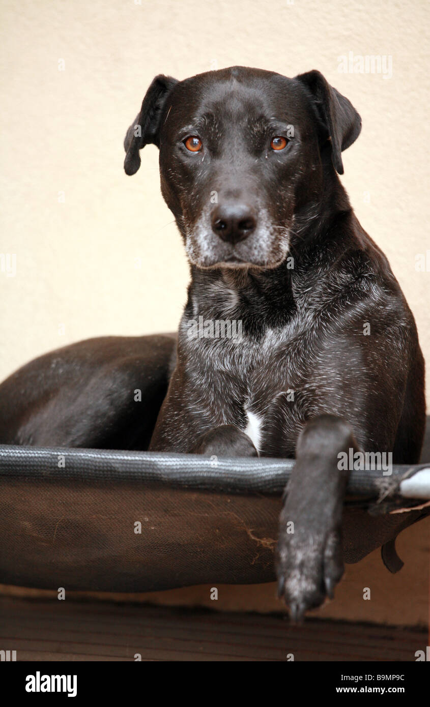 Elderly Wolfhound, Australia Stock Photo - Alamy