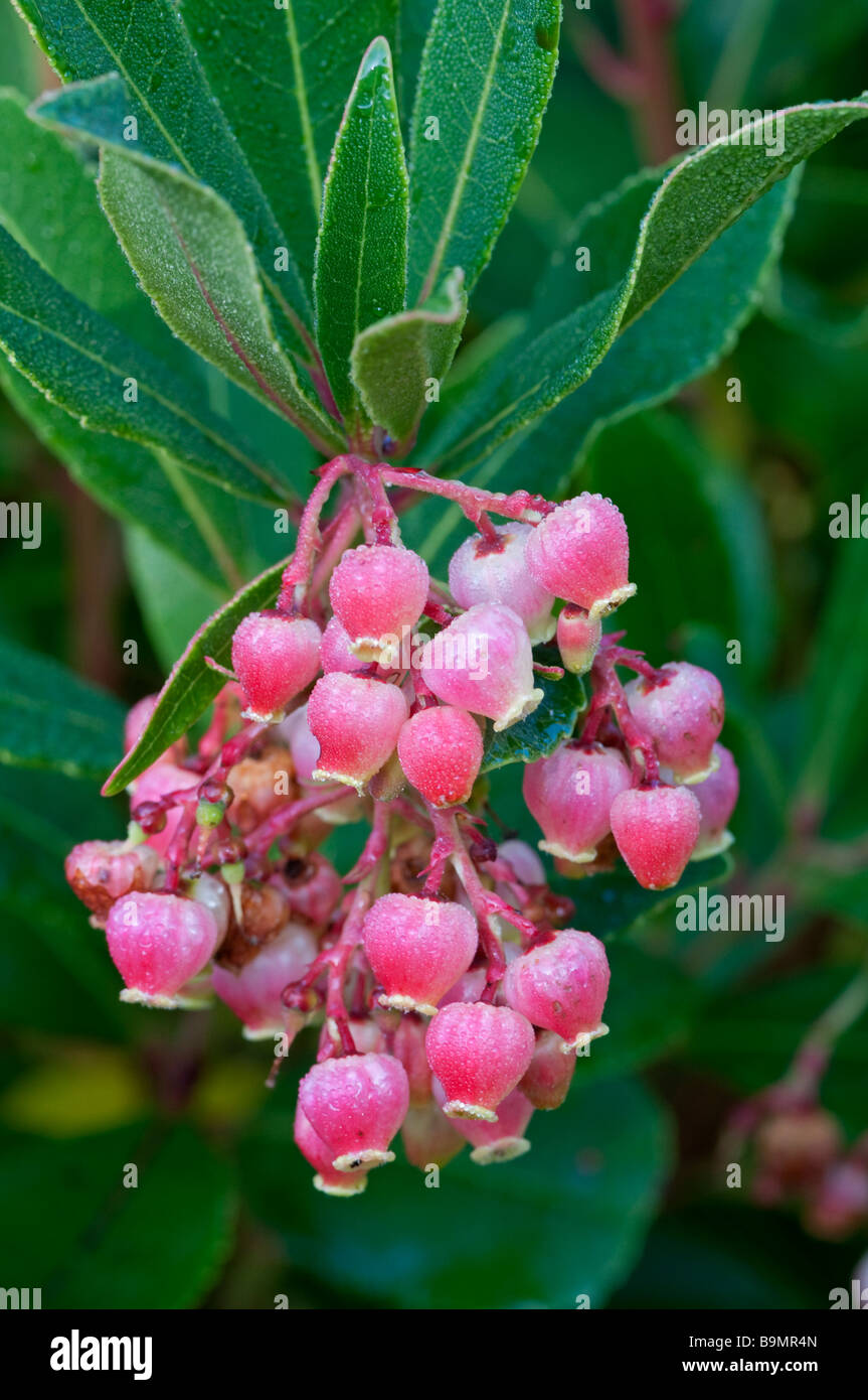 Strawberry Tree Arbutus unedo. Flowers Stock Photo Alamy