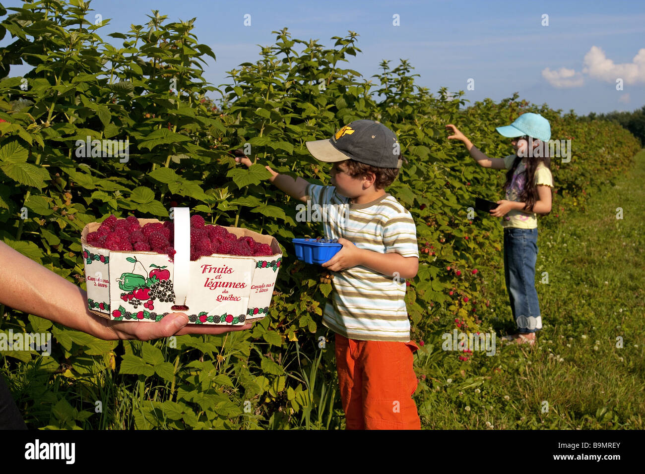 Canada, Quebec Province, Ile d' Orleans, Raspberry picking, Children