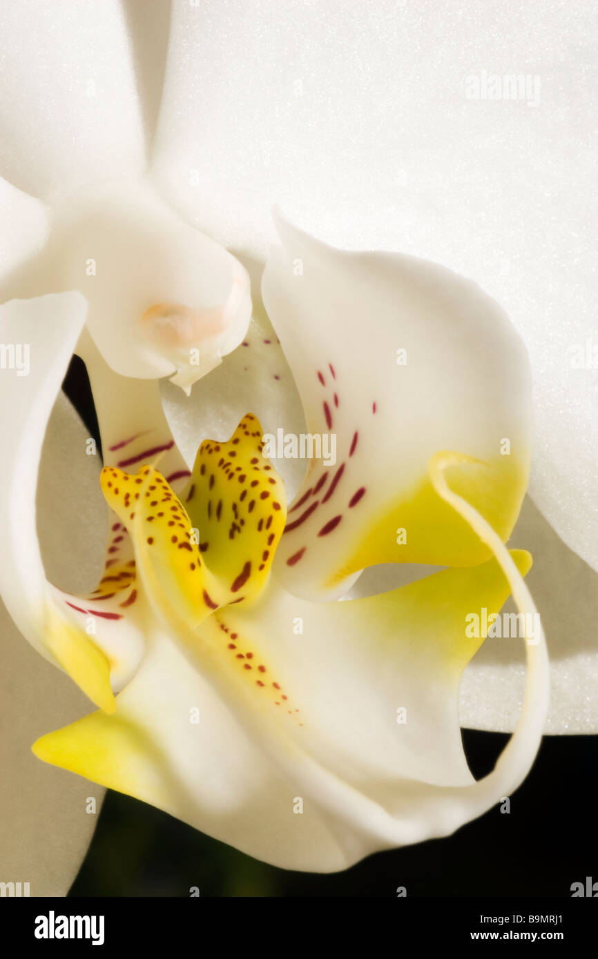 Orchid close-up image Stock Photo