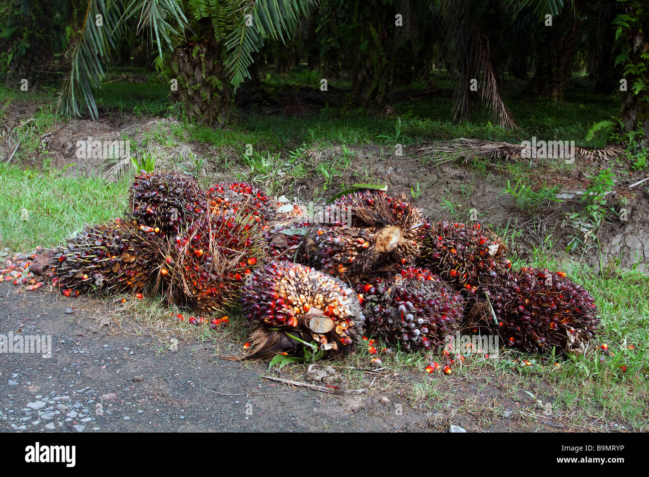 Oil Palm kernels collected by the roadside of a plantation near Sandakan Sabah Malaysia Borneo Stock Photo