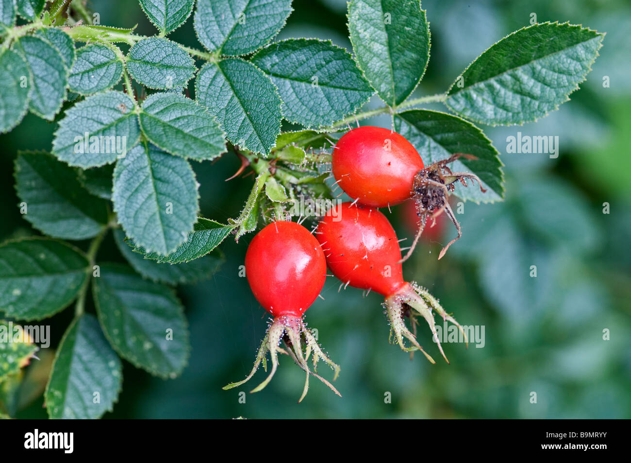 Rose hips Rosa canina Stock Photo Alamy