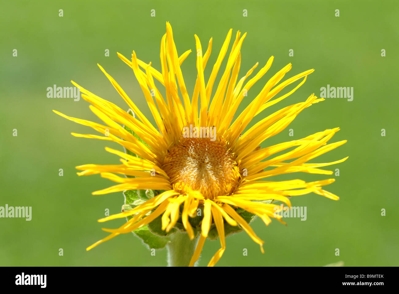 Blossom of the medicinal plant Alant Elecampane Inula helenium Stock Photo