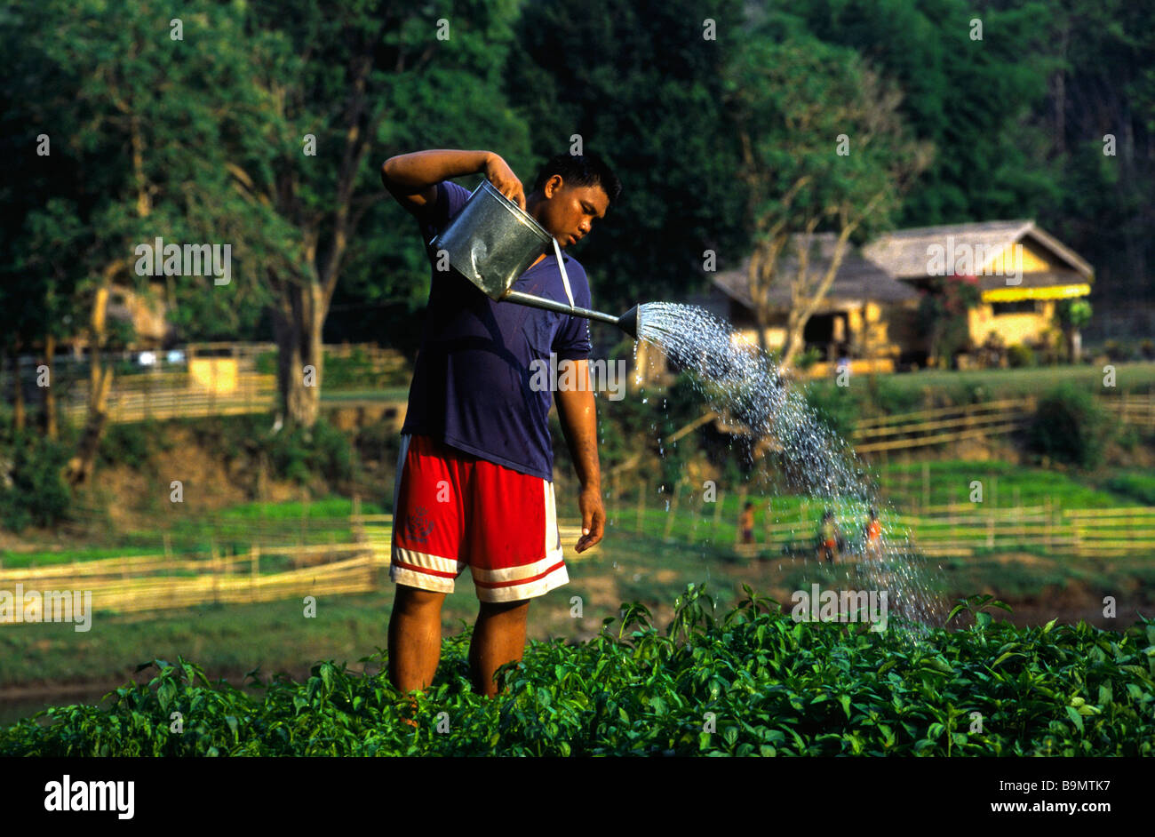 Laos, Pakse Province, Sanvang village, Suay ethnic group, watering of market gardening Stock Photo