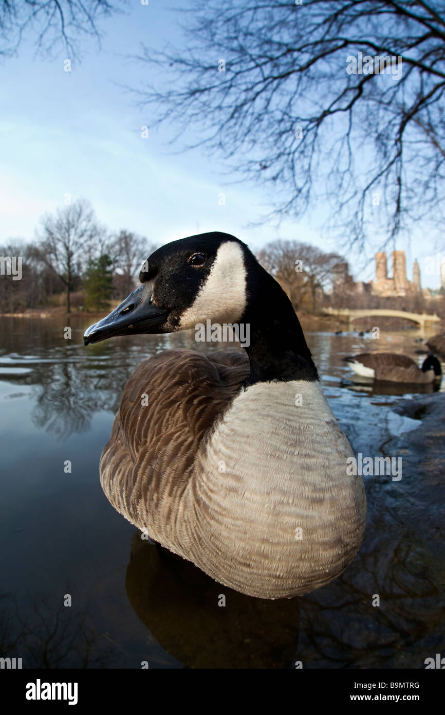 New york goose hi res stock photography and images Alamy