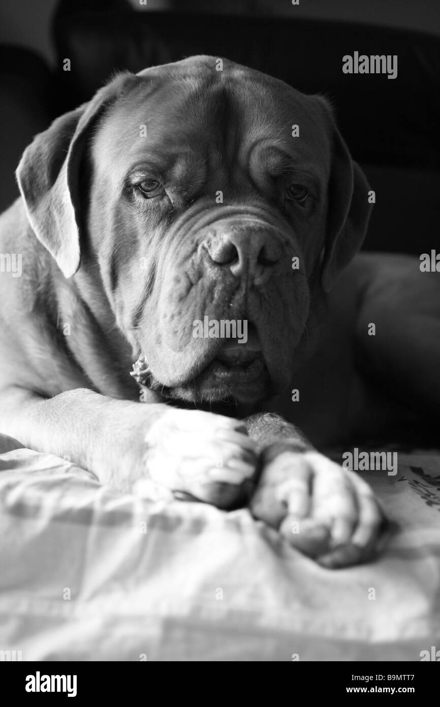 Mastiff Black and White Stock Photos & Images - Alamy