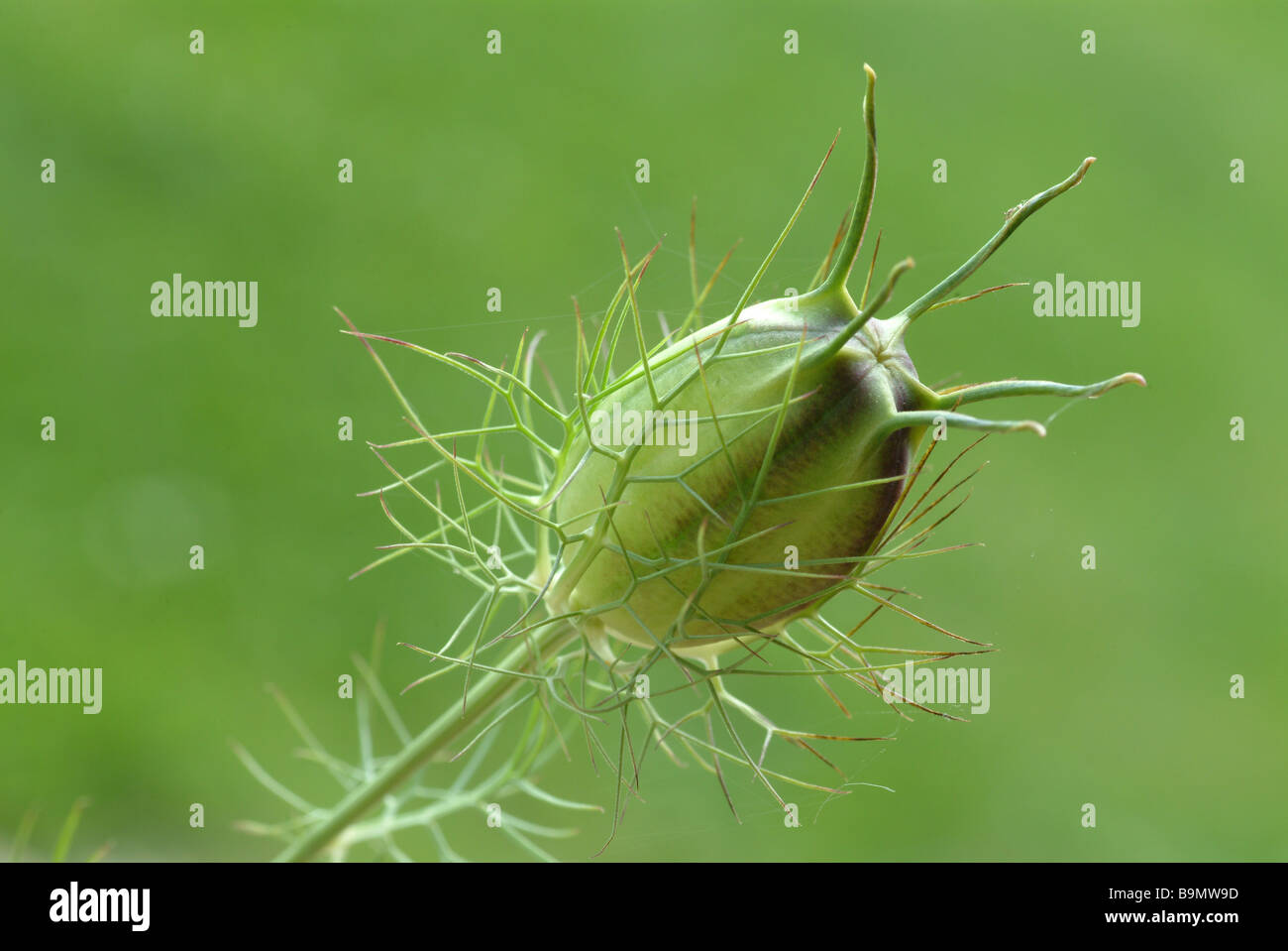 Seed of the medicinal plant Schwarzkümmel Schwarzkuemmel echter Black cumin Black caraway edible love in a mist Nigella sativa Stock Photo