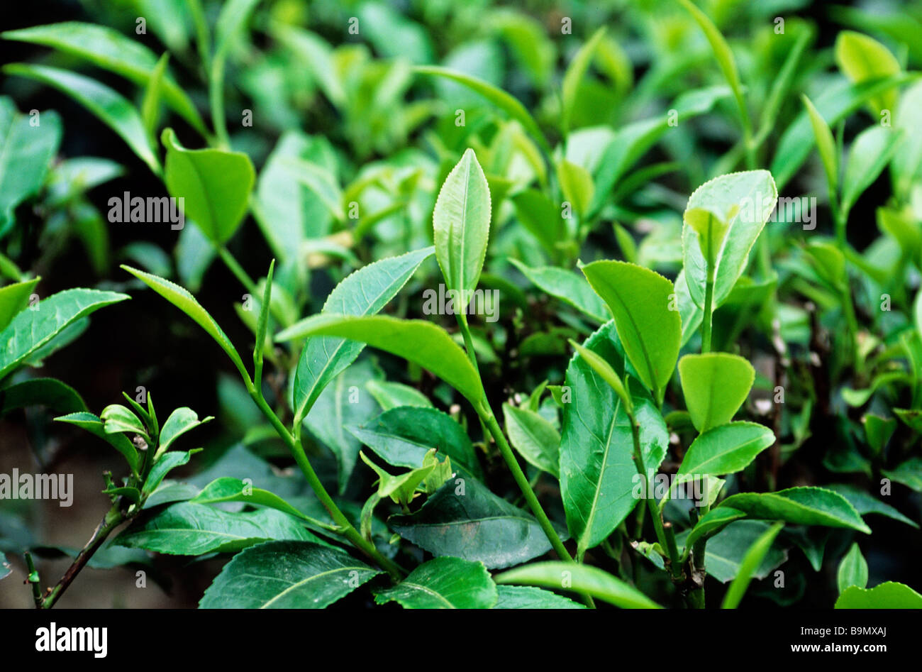 India, West Bengale, Darjeeling, fresh tea leaves before picking Stock