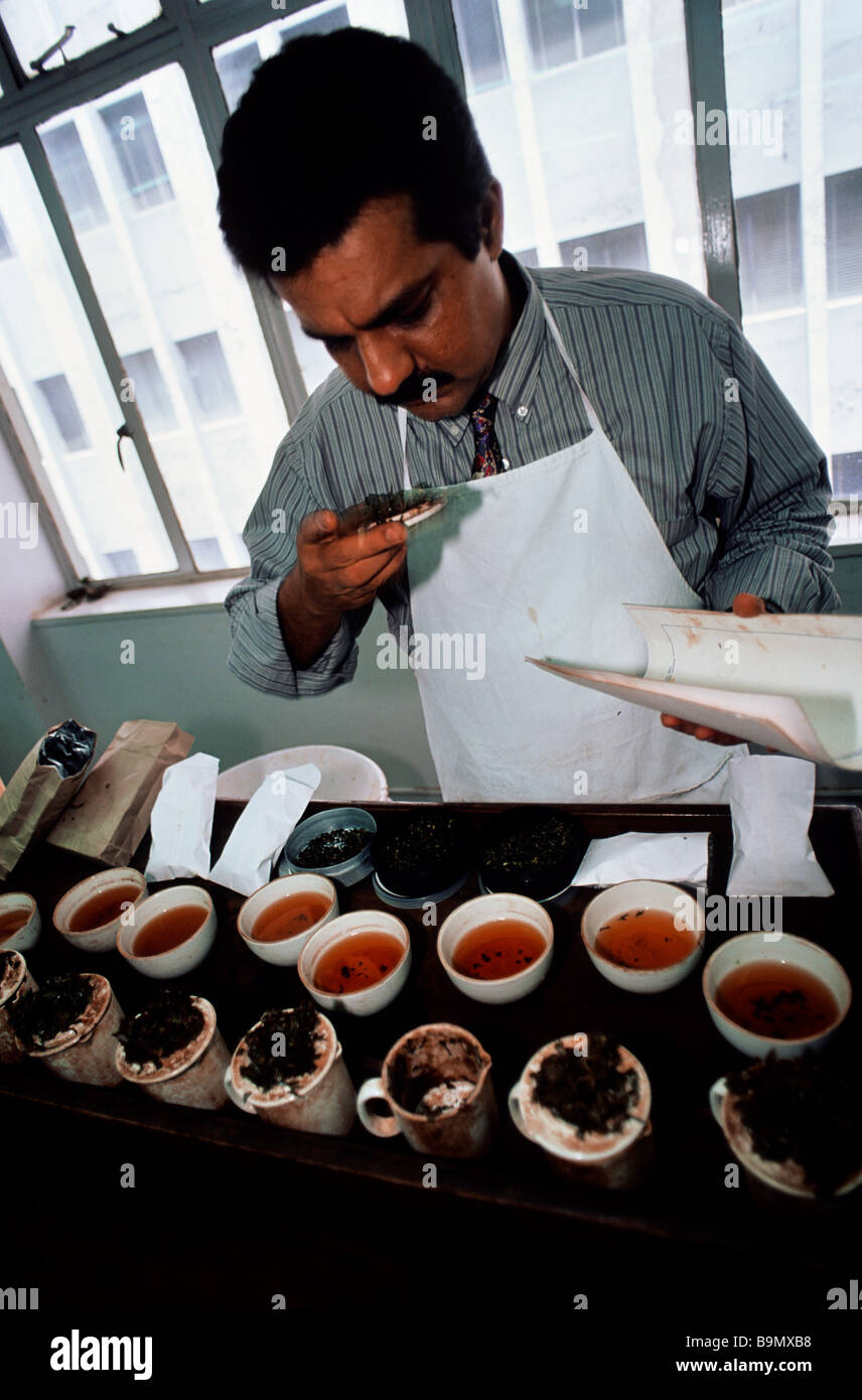 India, West Bengale, Calcutta, Goodrick Company headquarters, tea testing by a taster Stock Photo