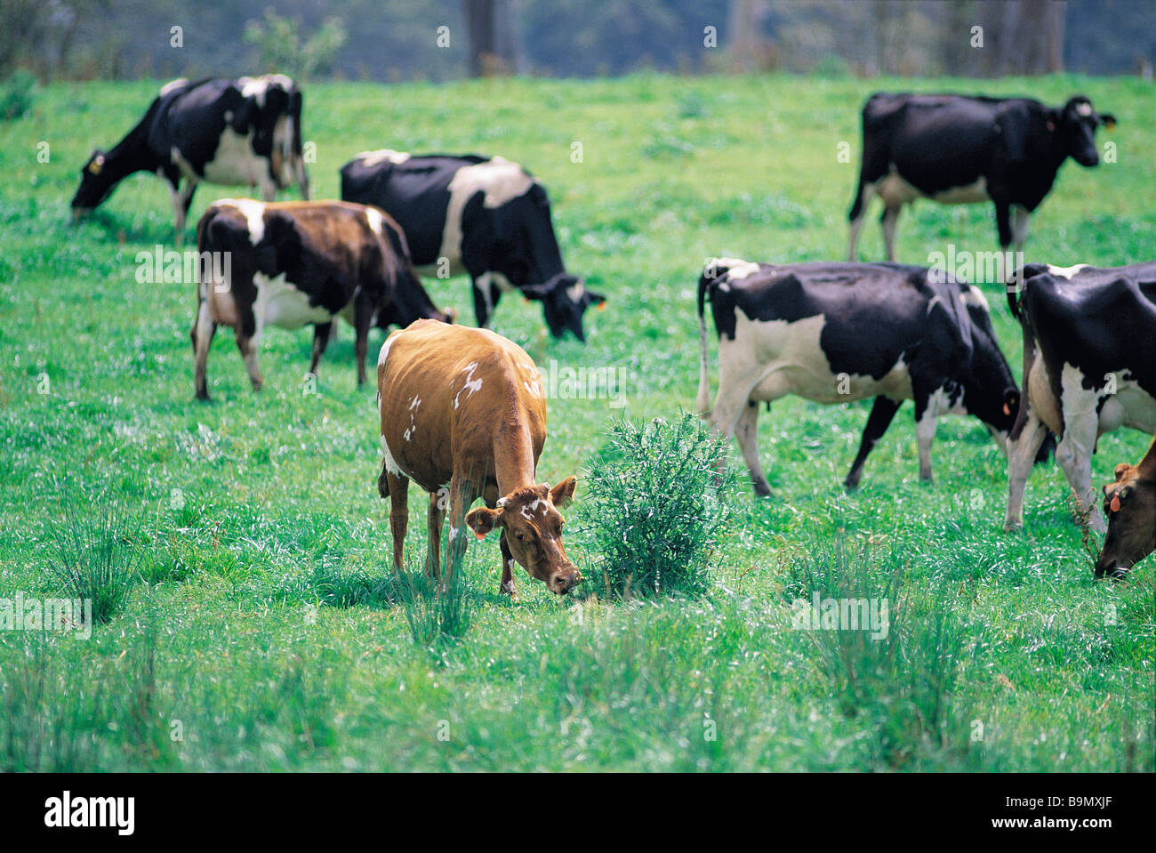 Dairy cows in paddock Stock Photo