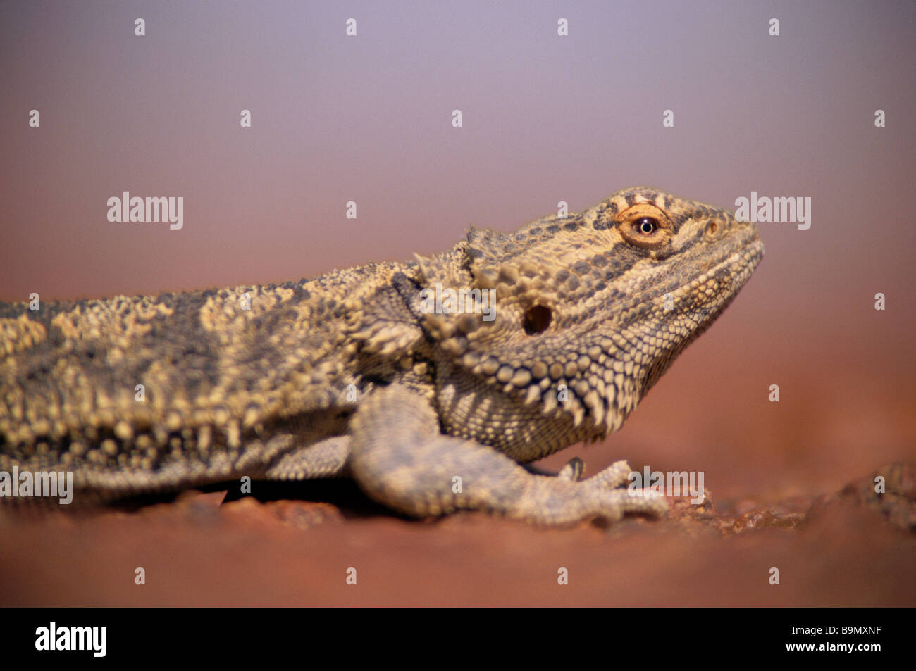 Australian lizards hires stock photography and images Alamy