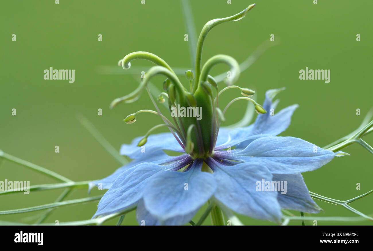 Blossoms of the medicinal plant Schwarzkümmel Schwarzkuemmel echter Black cumin Black caraway edible love in a mist Nigella sati Stock Photo