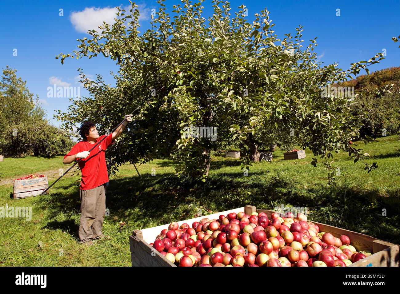 Canada, Quebec Province, Estrie Region, apples gathering in Mont