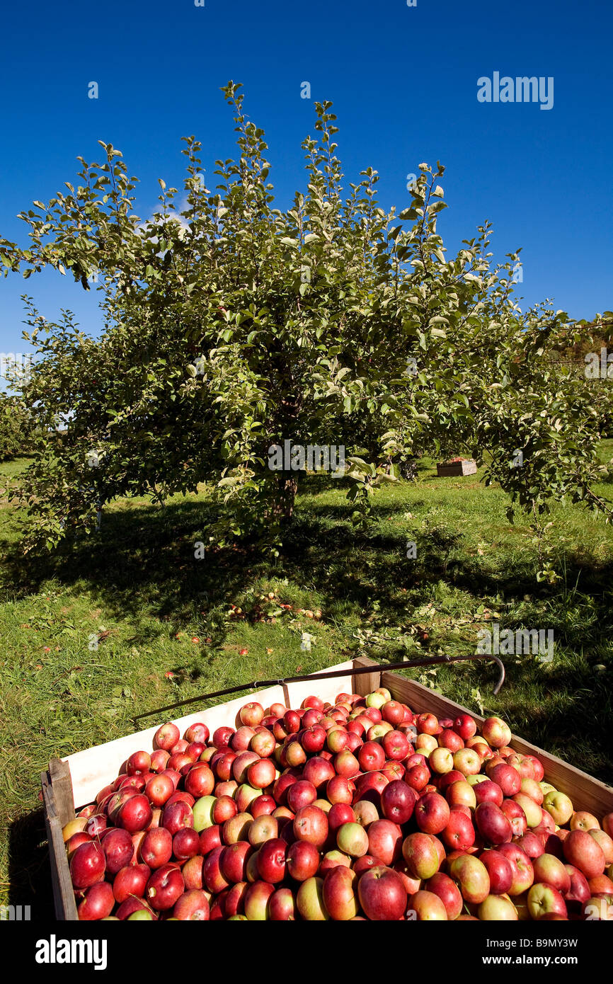 Canada, Quebec Province, Estrie Region, apples gathering in Mont