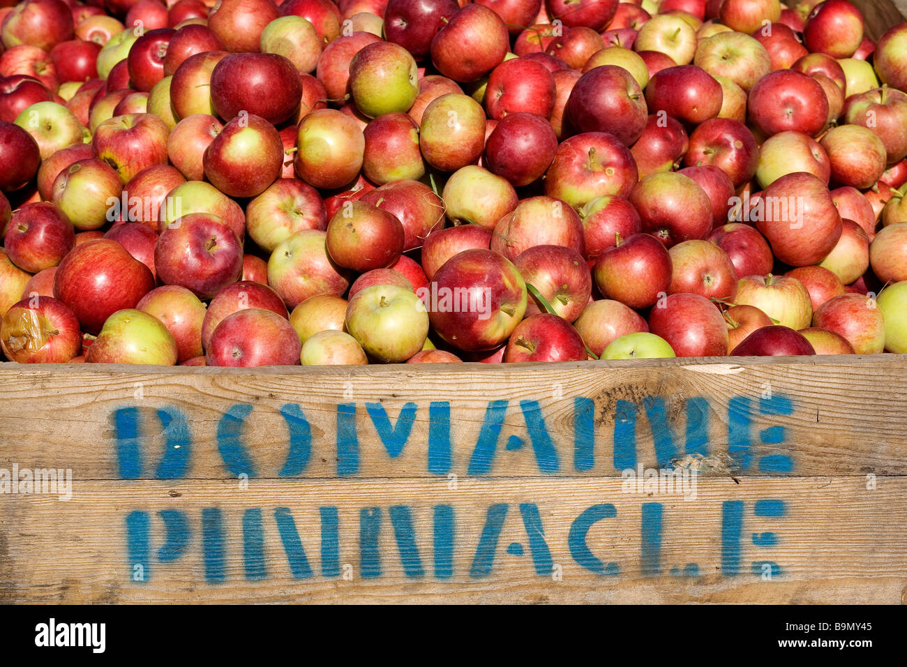 Canada, Quebec Province, Estrie Region, apples gathering in Mont Pinacle orchards Stock Photo