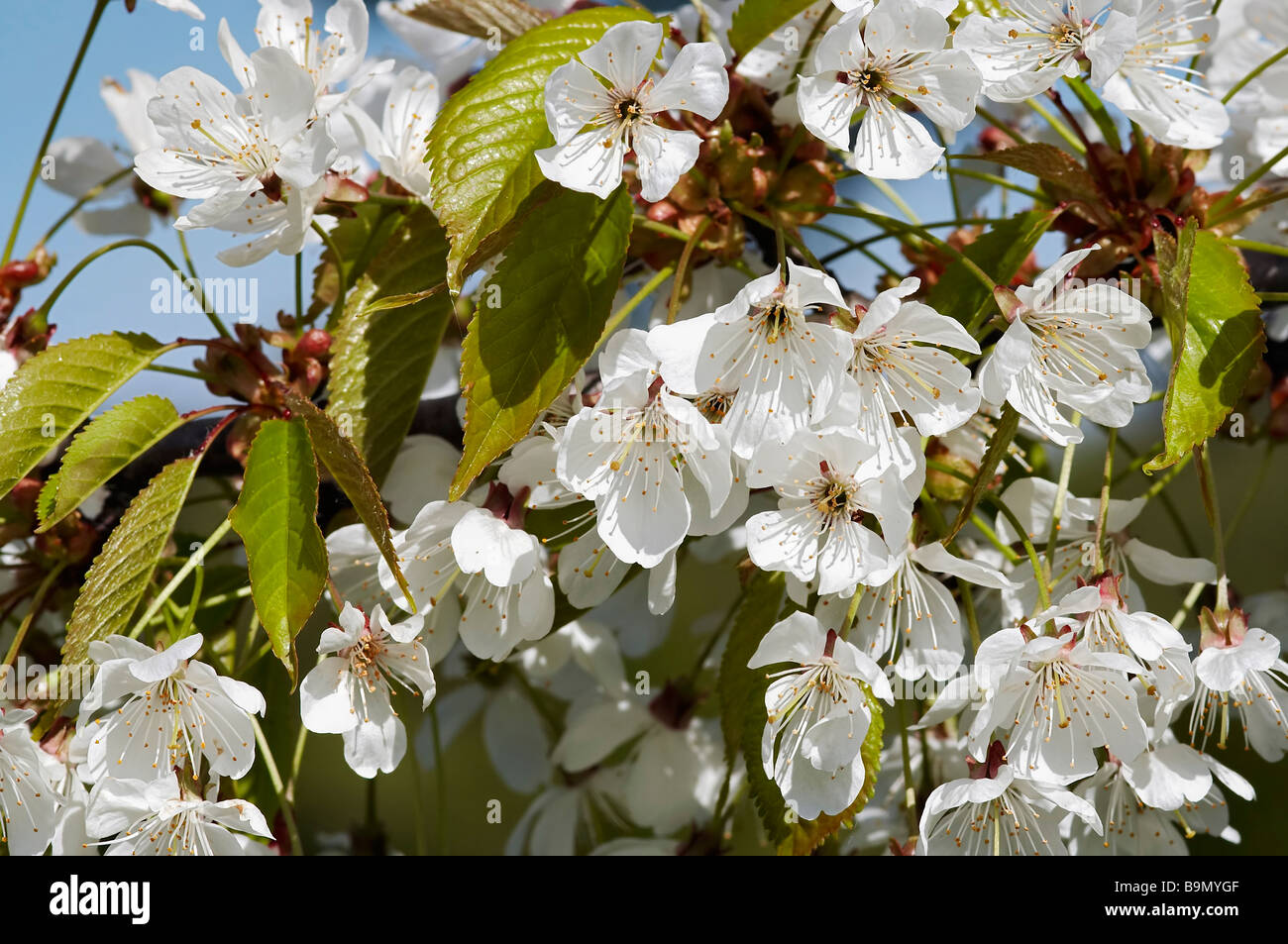 flowering cherry tree - in blossom Stock Photo