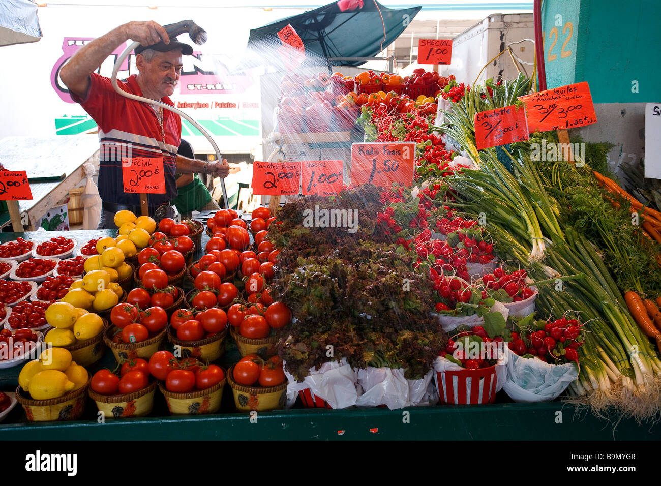 Canada, Quebec Province, Montreal, Jean Talon Market in Little Italy District, vegetables and fruits salesman Stock Photo