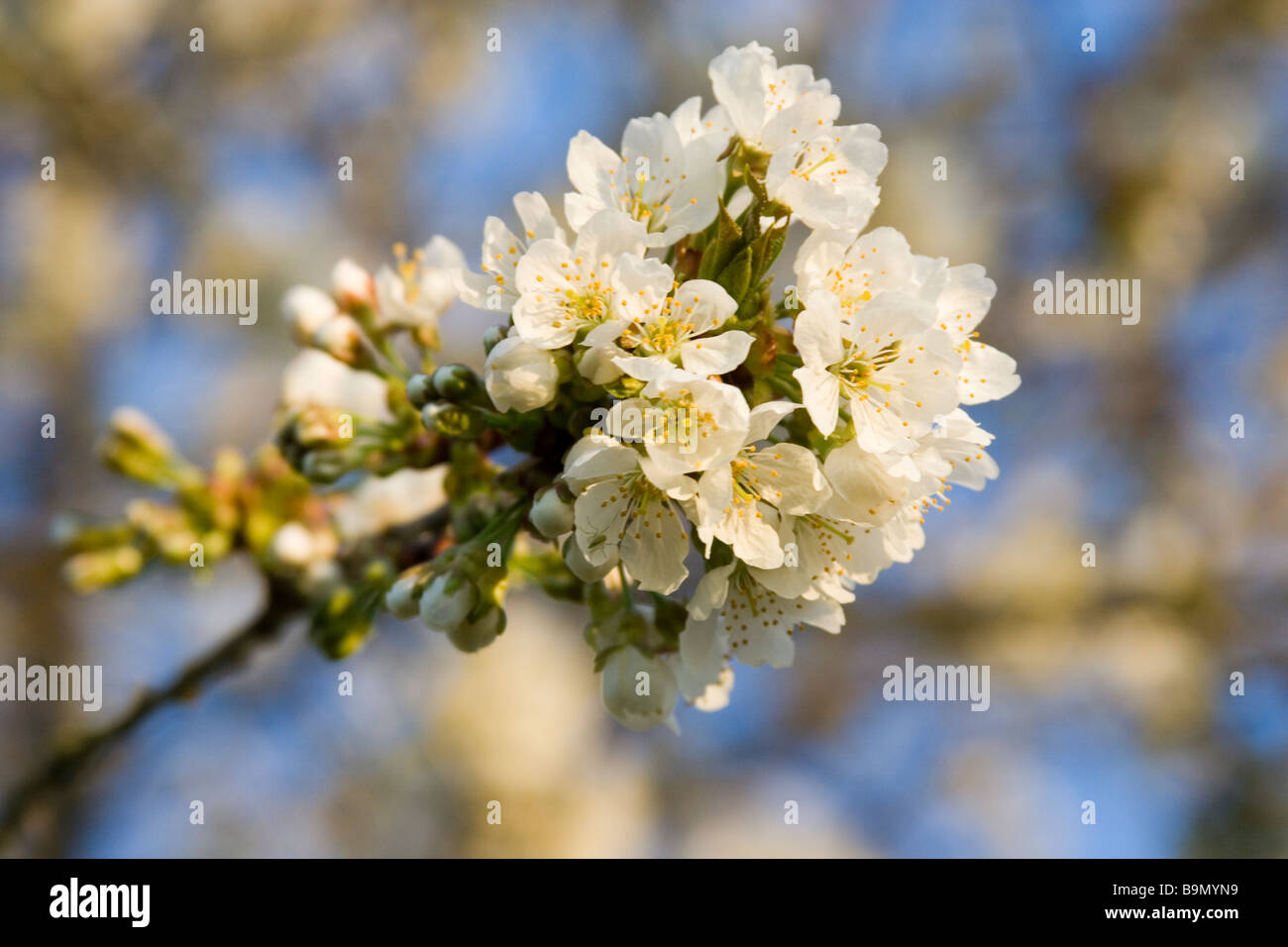 tree in spring Stock Photo