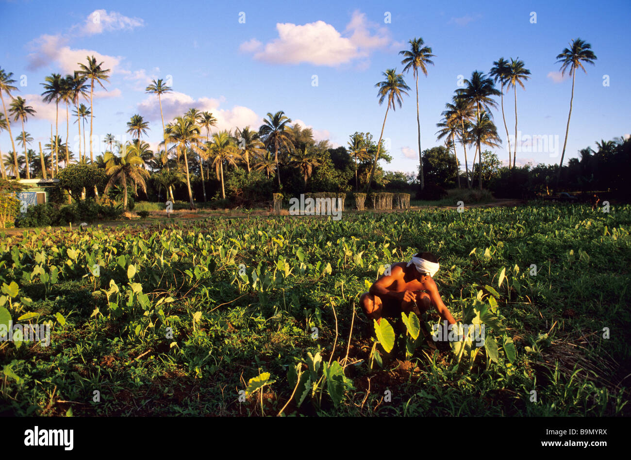 South Pacific Ocean, Samoan Archipelago, Upolu Island, plantation of taro (eatable tropical plant) Stock Photo