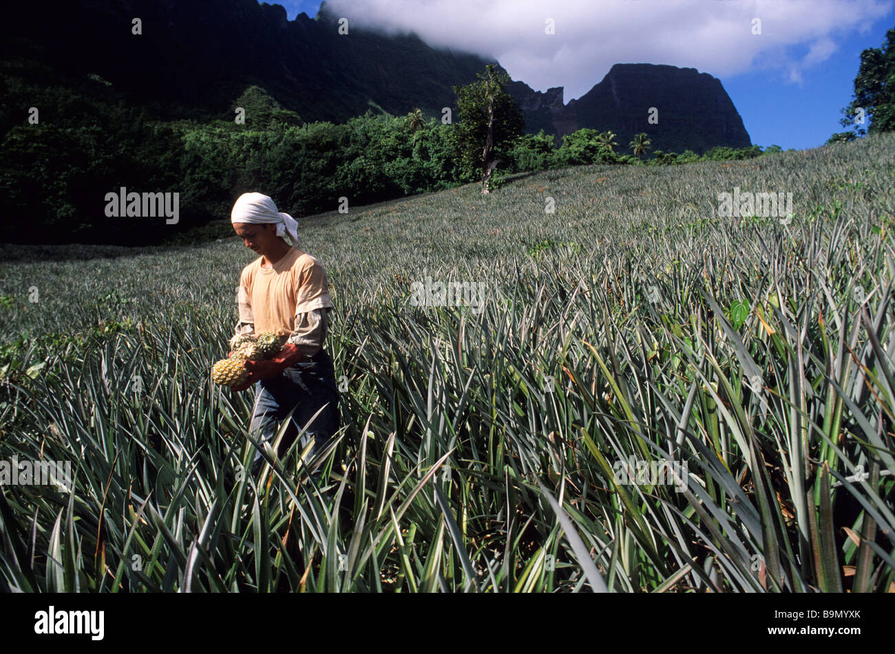 France, French Polynesia, Society Archipelago, Windward Islands, Moorea, Vaea Noa picking pineapples in family plantation Stock Photo