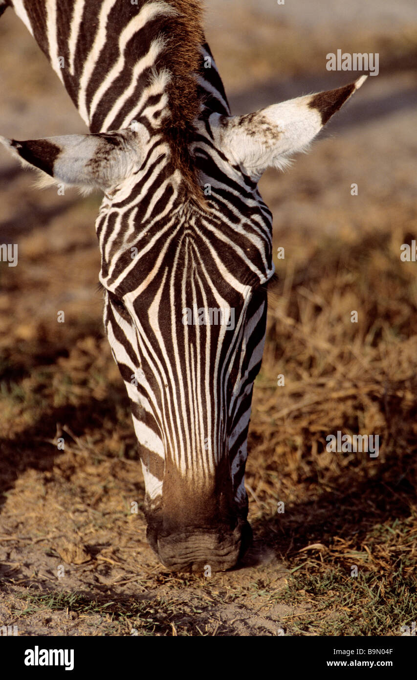 Kenya, Masai Mara National Reserve, Zebra Stock Photo - Alamy