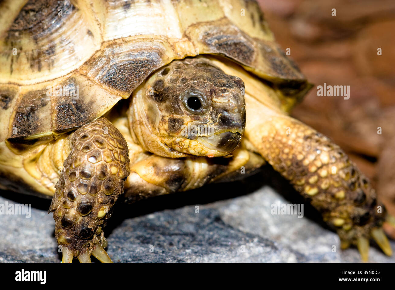 a russian turtle Stock Photo - Alamy
