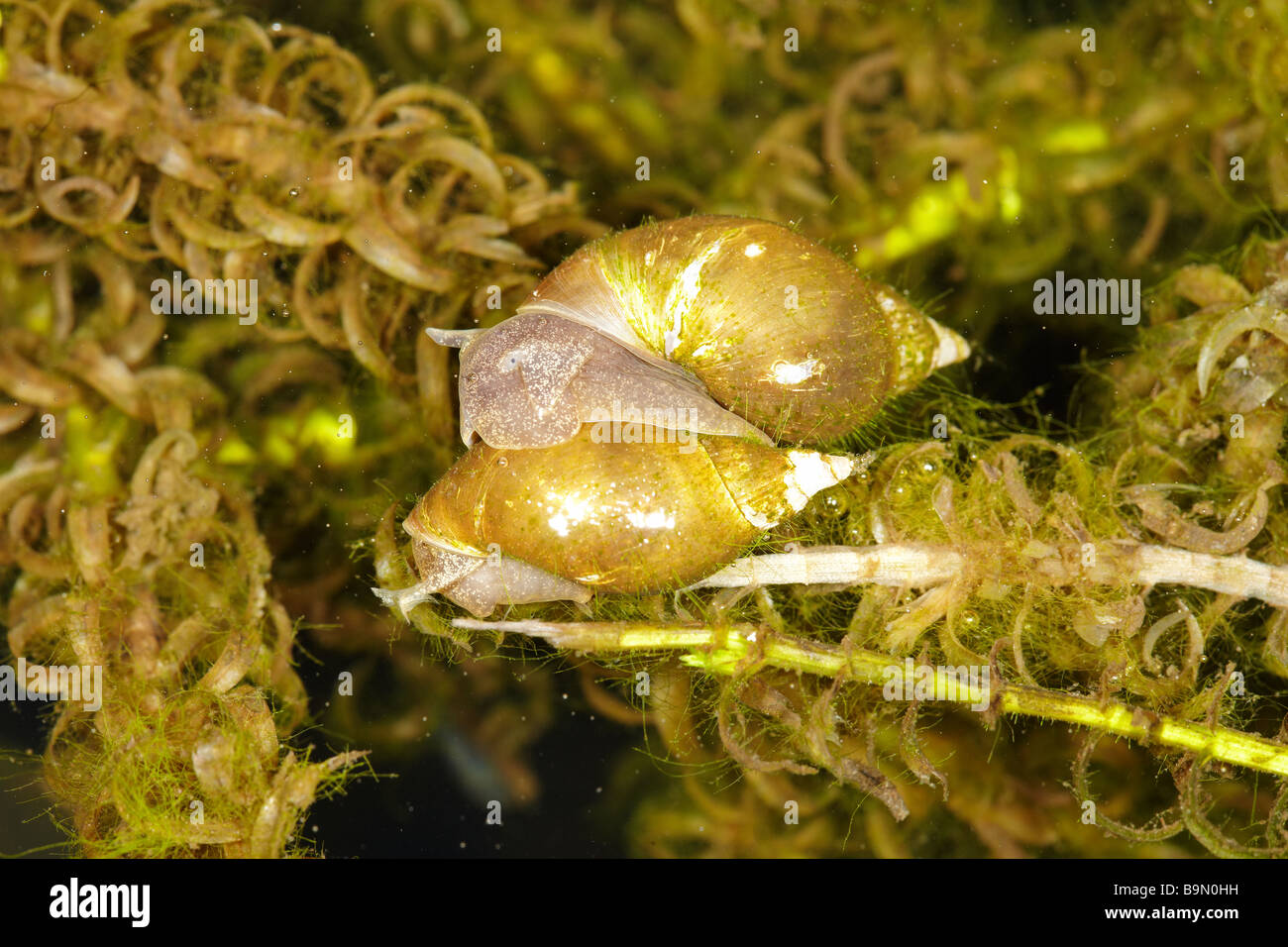 Great Pond Snail (Limnaea stagnalis) in a Garden Pond in Wales, UK