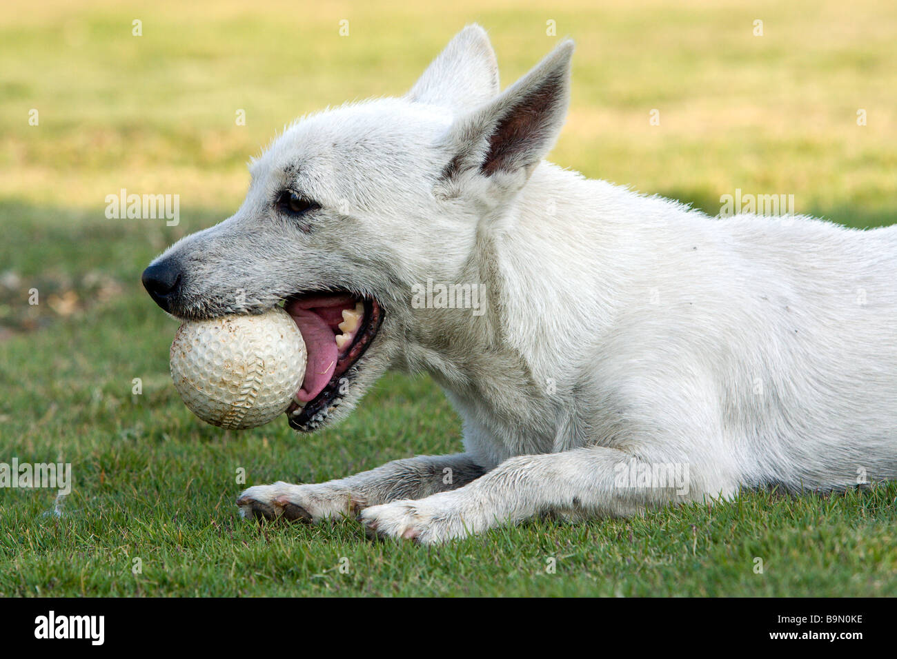 Dog with ball in mouth, lying on grass Stock Photo Alamy
