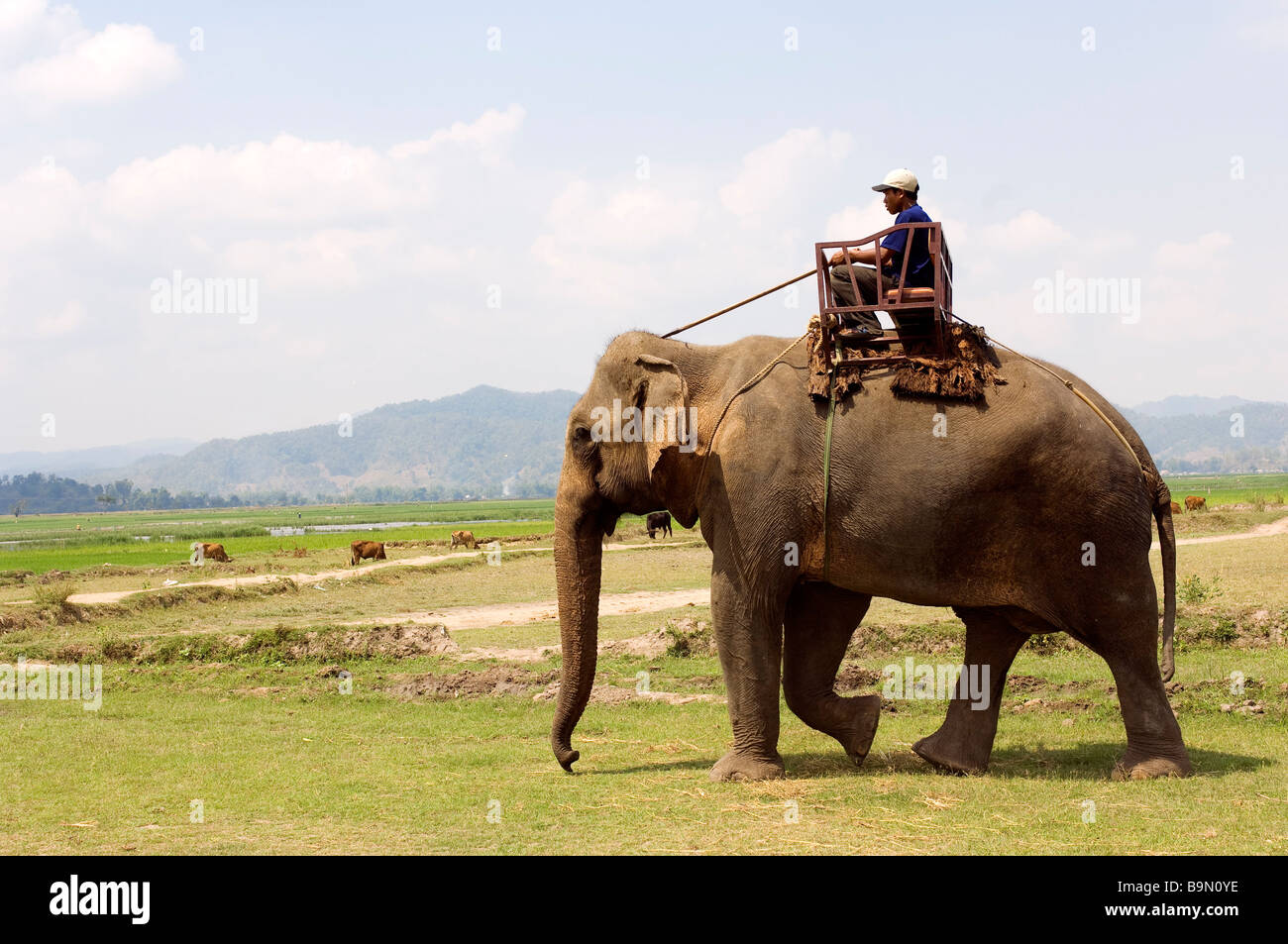 Vietnam, Highlands, Dak Lak province, Elephant Stock Photo - Alamy