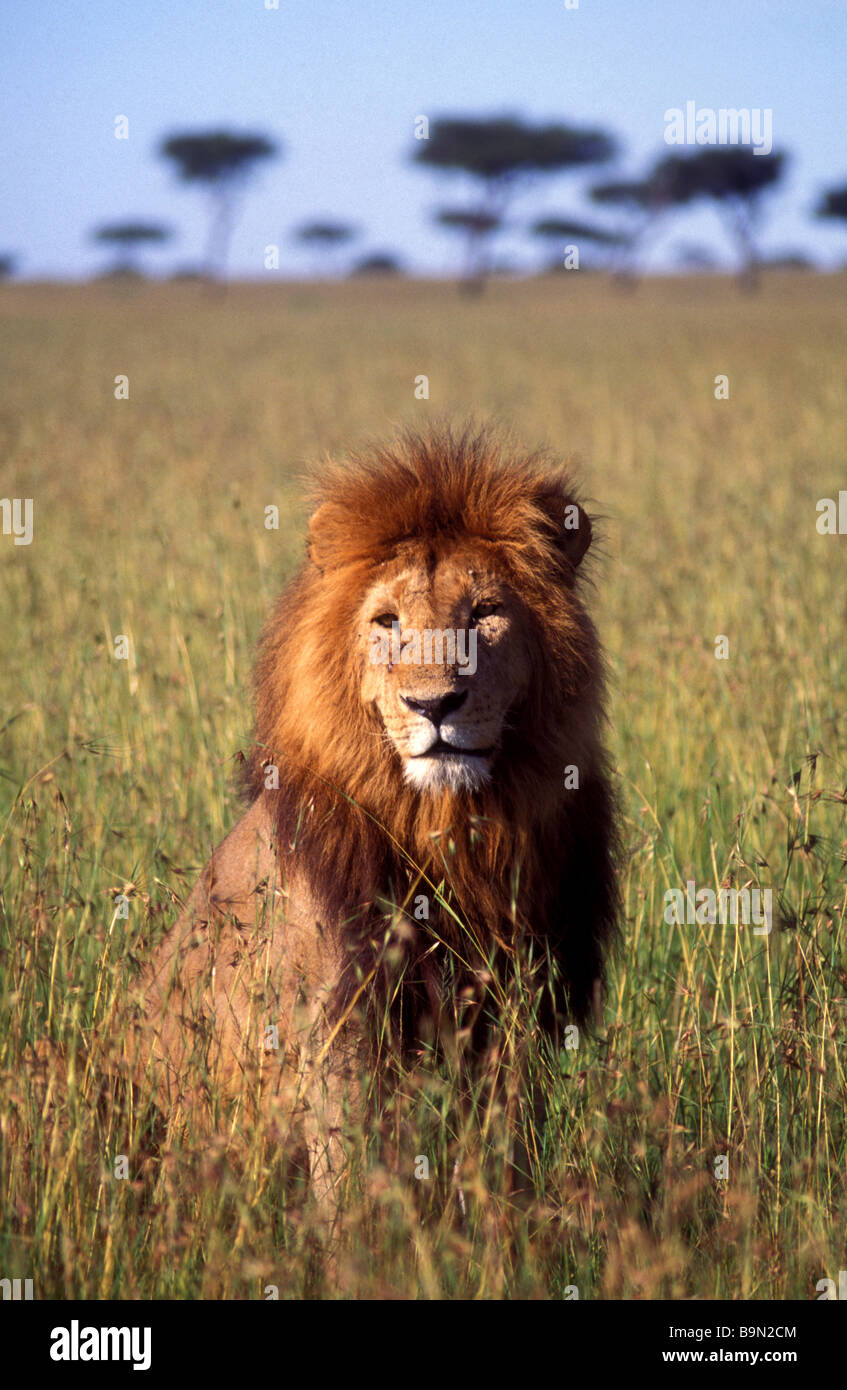 male lion masai mara kenya Stock Photo - Alamy