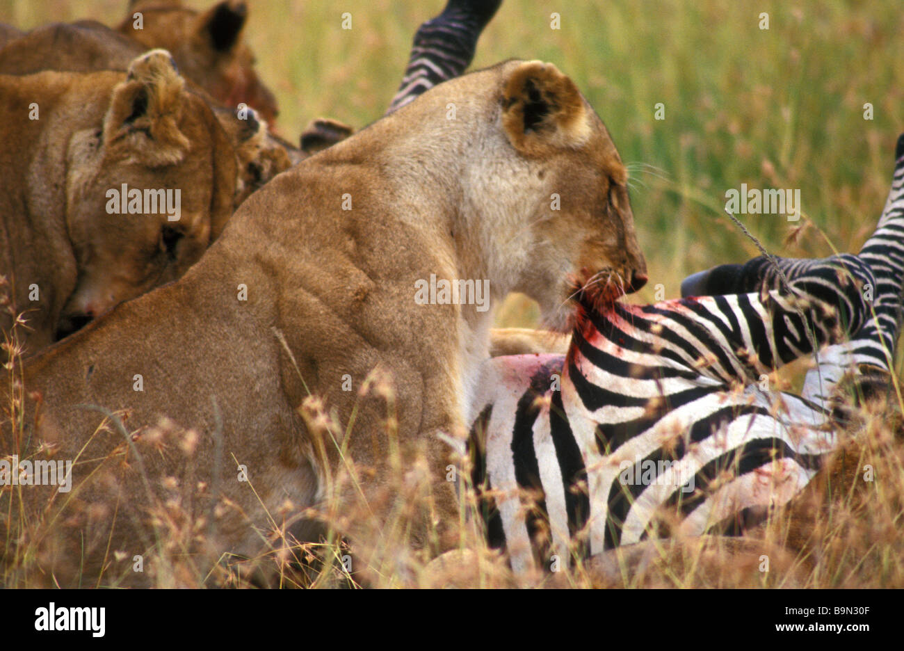 lionesses with zebra kill masai mara kenya Stock Photo