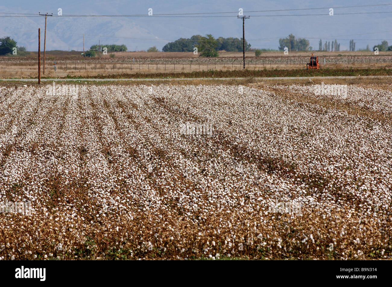 Greece, Thessaly, cotton cultivation near Larissa Stock Photo Alamy