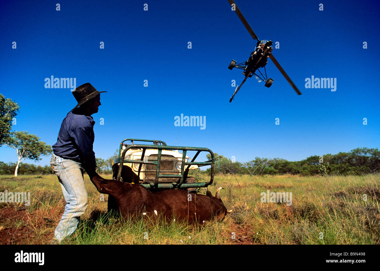 Australia, Western Australia, Kimberley region, Mornington Wildlife Sanctuary, Bluey Cook capturing wild bulls helped by Peter Stock Photo