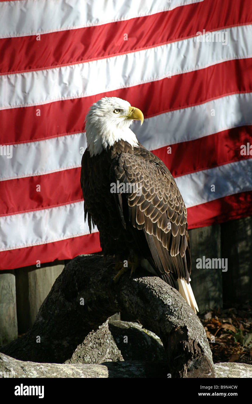 An american bald eagle perched on a log in front of an American flag ...