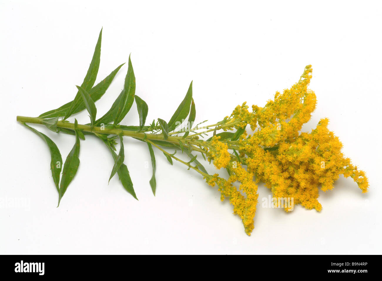 Solidago virgaurea Cut Out Stock Images & Pictures - Alamy