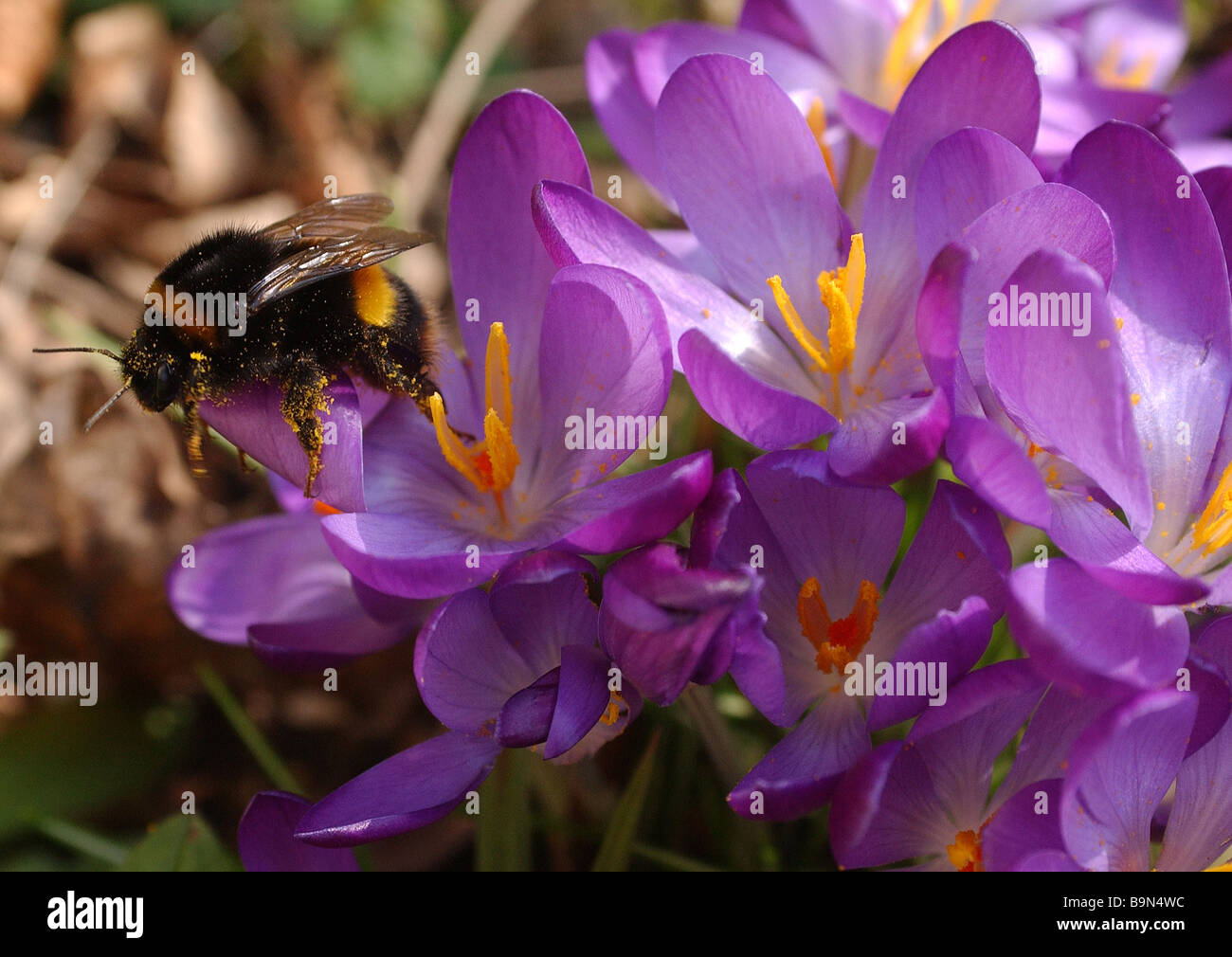 Bumble bee covered in pollen hi-res stock photography and images - Alamy