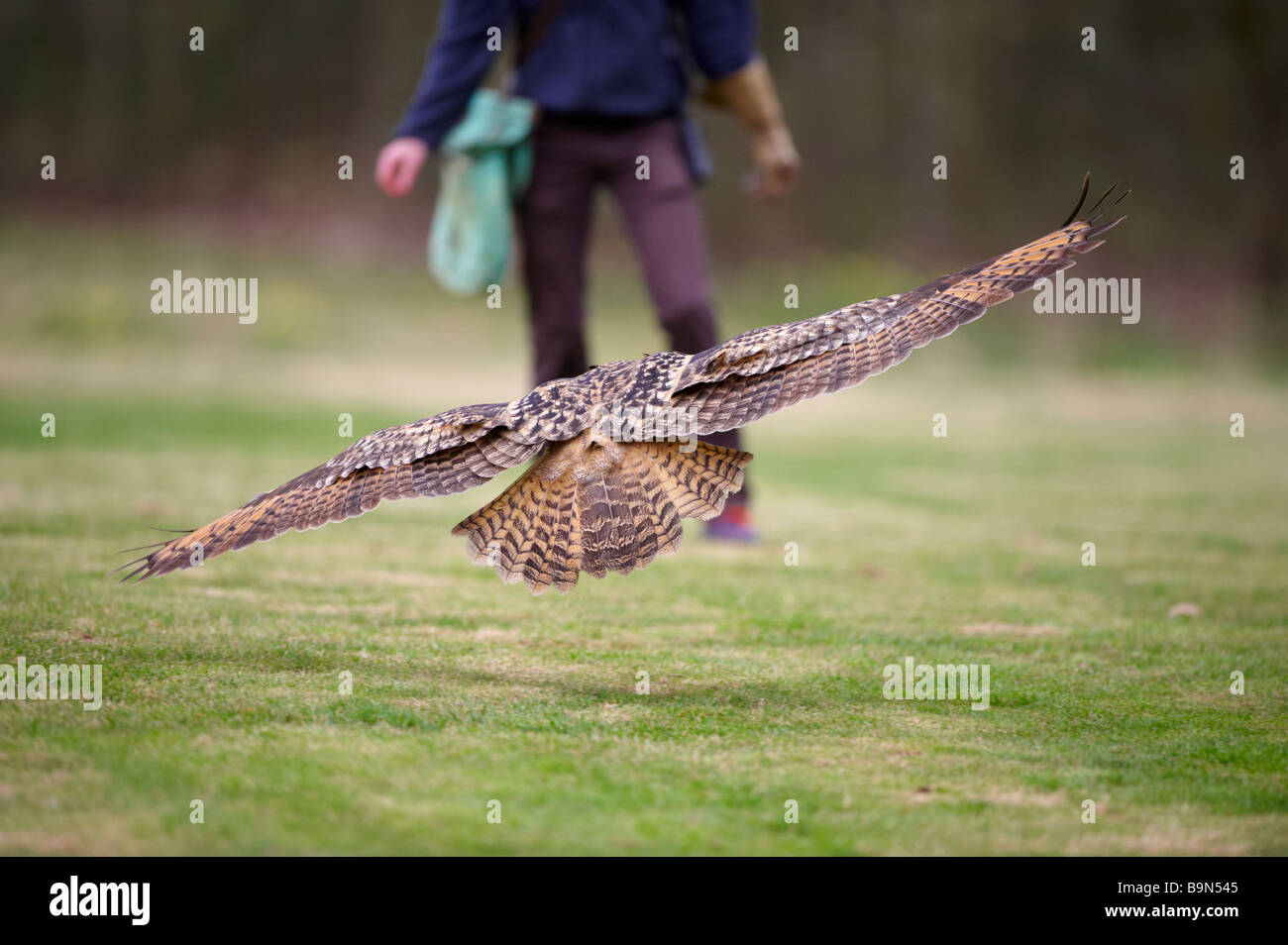 Eurasian Eagle Owl Bubo Bubo displaying for tourists International Centre for Birds of Prey Newent Gloustershire Stock Photo