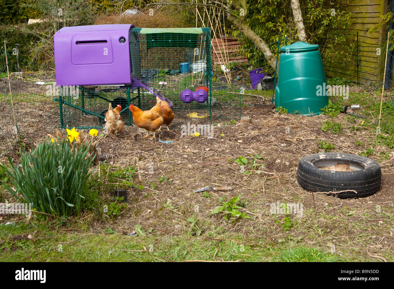 Homestead Chickens Hi-res Stock Photography And Images - Alamy