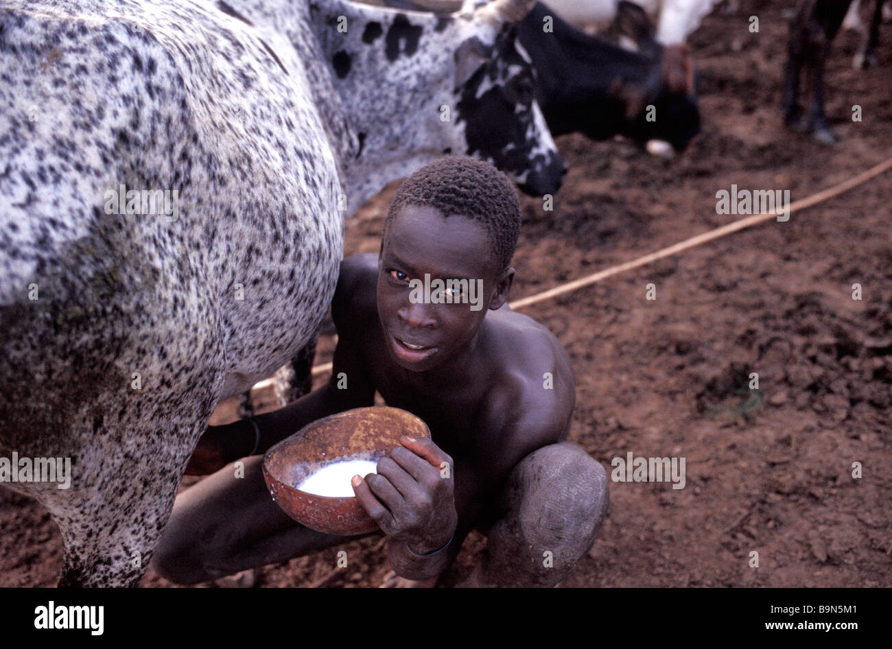 Ethiopia, Lower Omo Valley, classified as World Heritage by UNESCO, Surma boy milking a cow, cattle is a sign of wealth and is Stock Photo