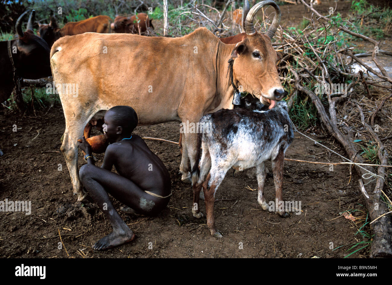 Ethiopia, Lower Omo Valley, classified as World Heritage by UNESCO, Surma boy milking a cow, cattle is a sign of wealth and is Stock Photo