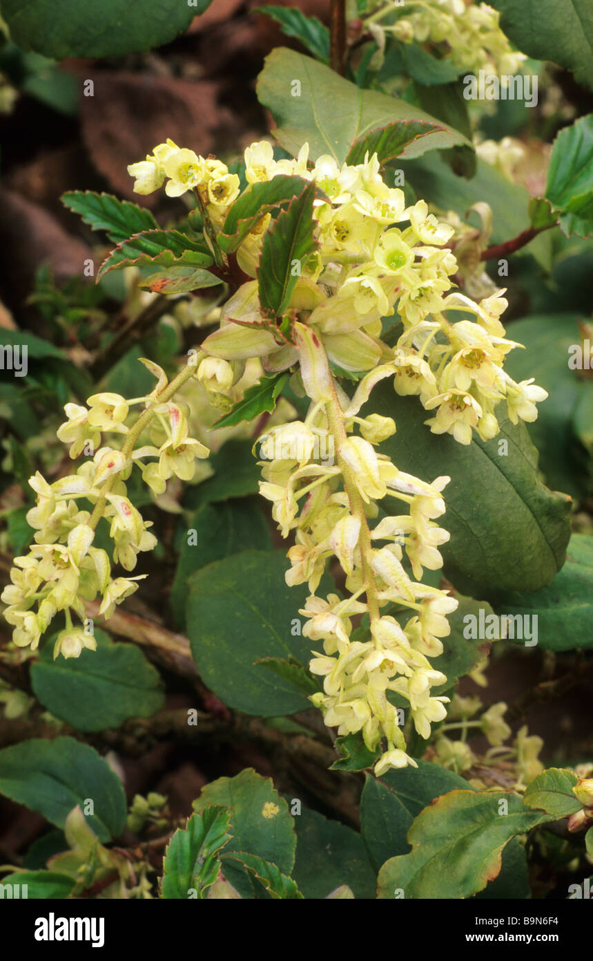 Ribes laurifolium yellow flower garden plant Spring early flowering cherry Stock Photo