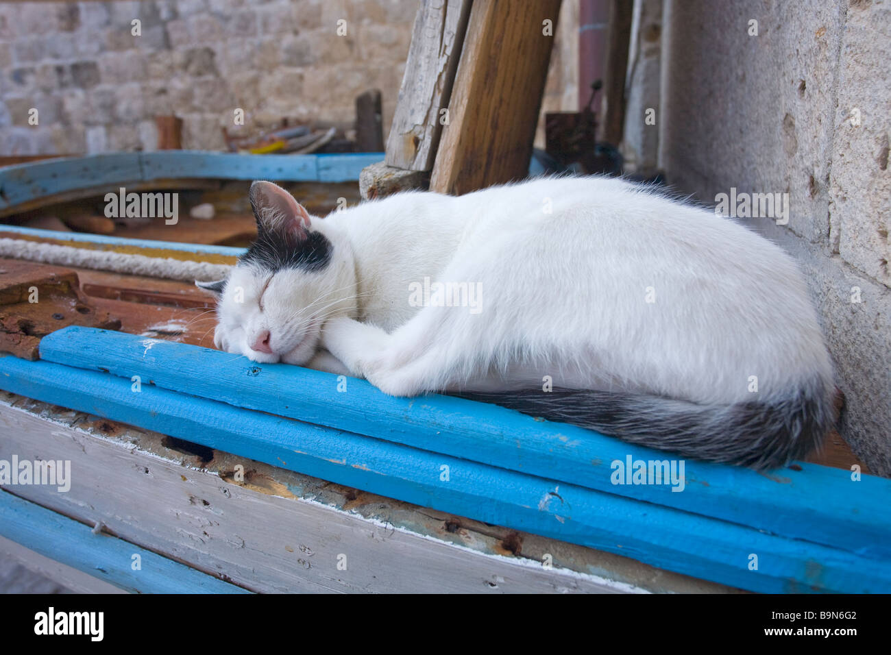 Cat nap in dubrovnik harbour harbor sleeping asleep Stock Photo