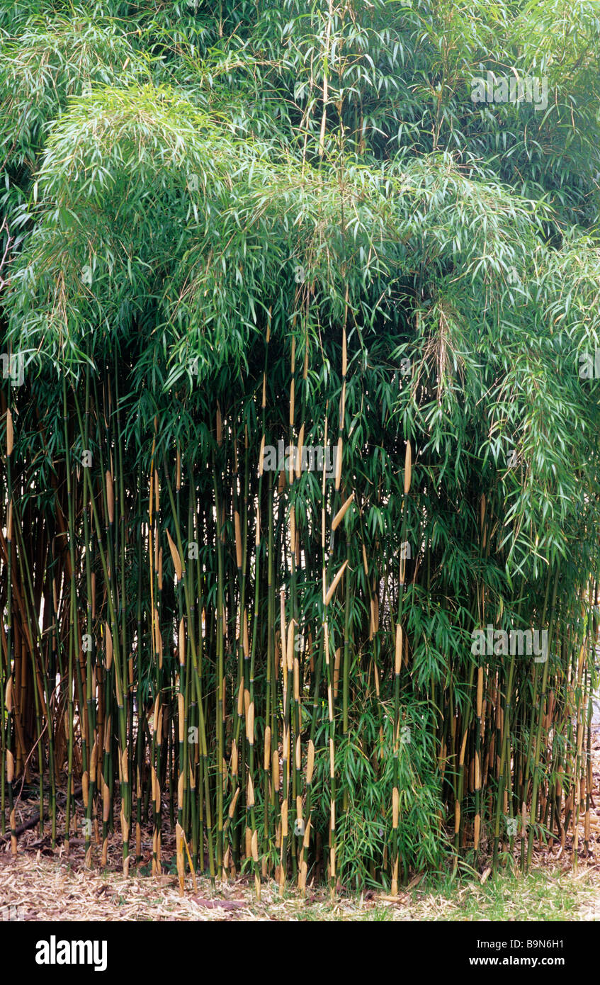 Yushania anceps 'Pitt White', bamboo garden plant green and white striped cane canes cover Stock Photo