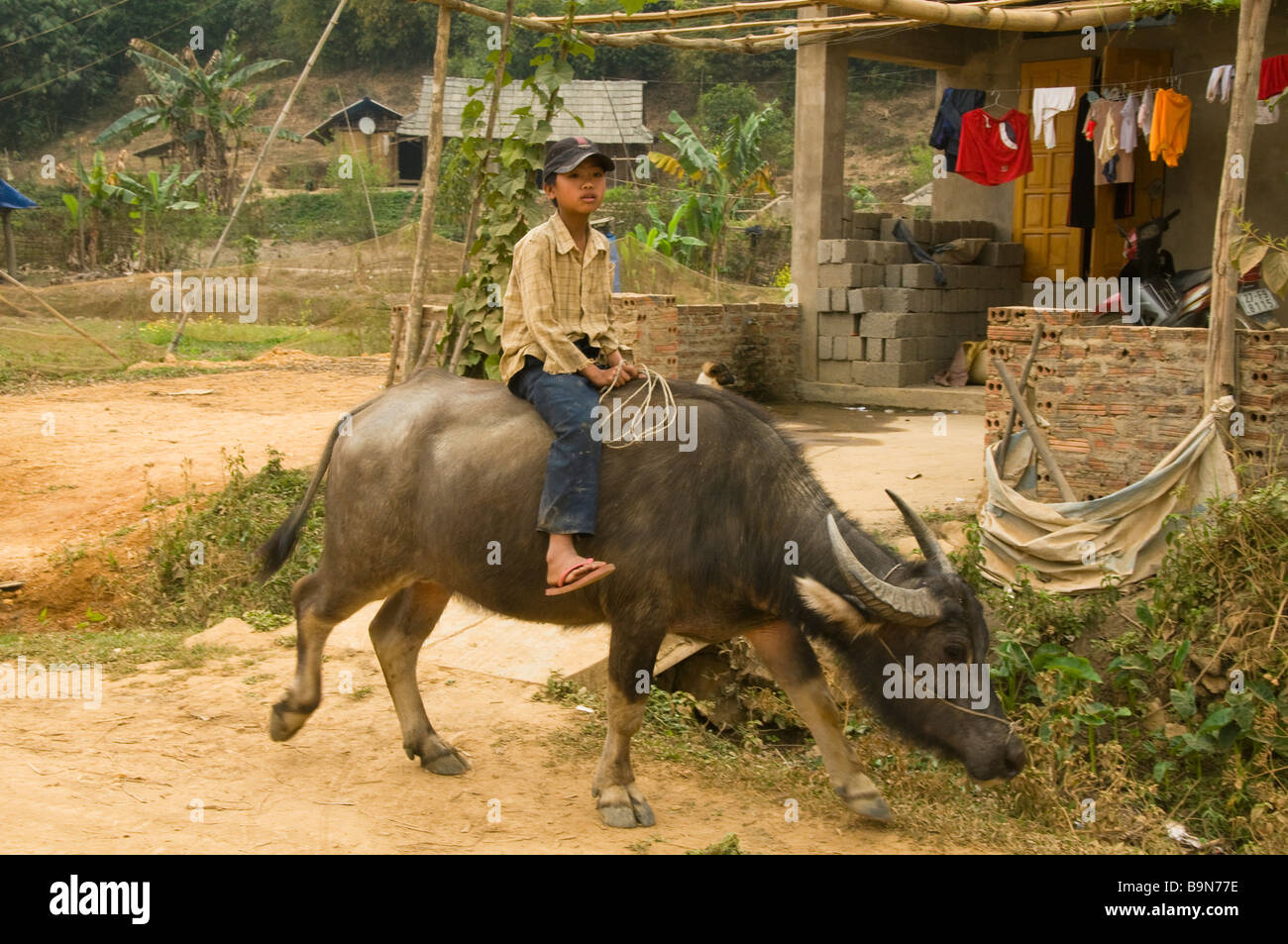 Water Buffalo And Boys High Resolution Stock Photography and Images - Alamy