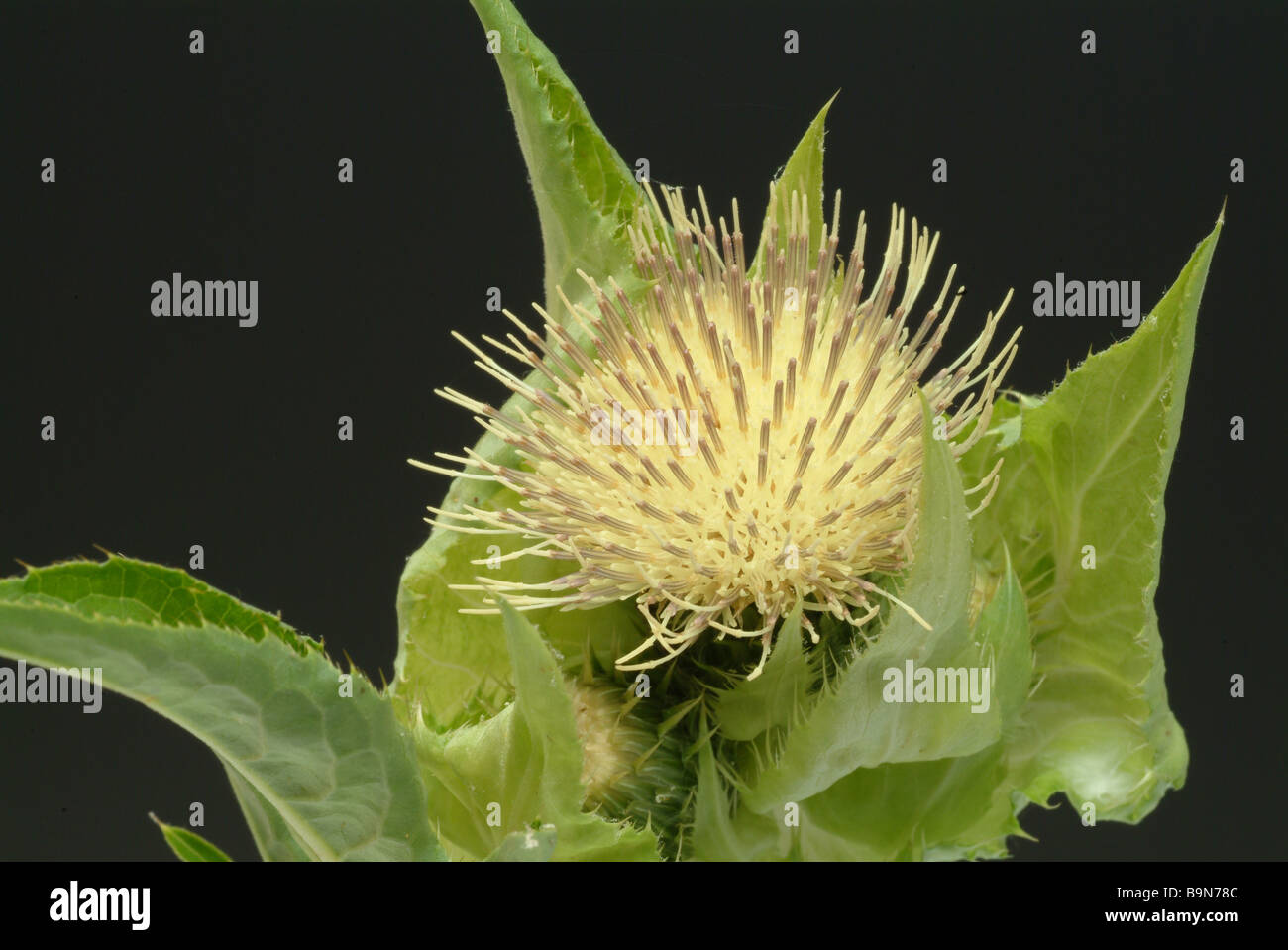 Medicinal plant Cabbage Thistle Kohldistel Cirsium oleraceum Stock Photo