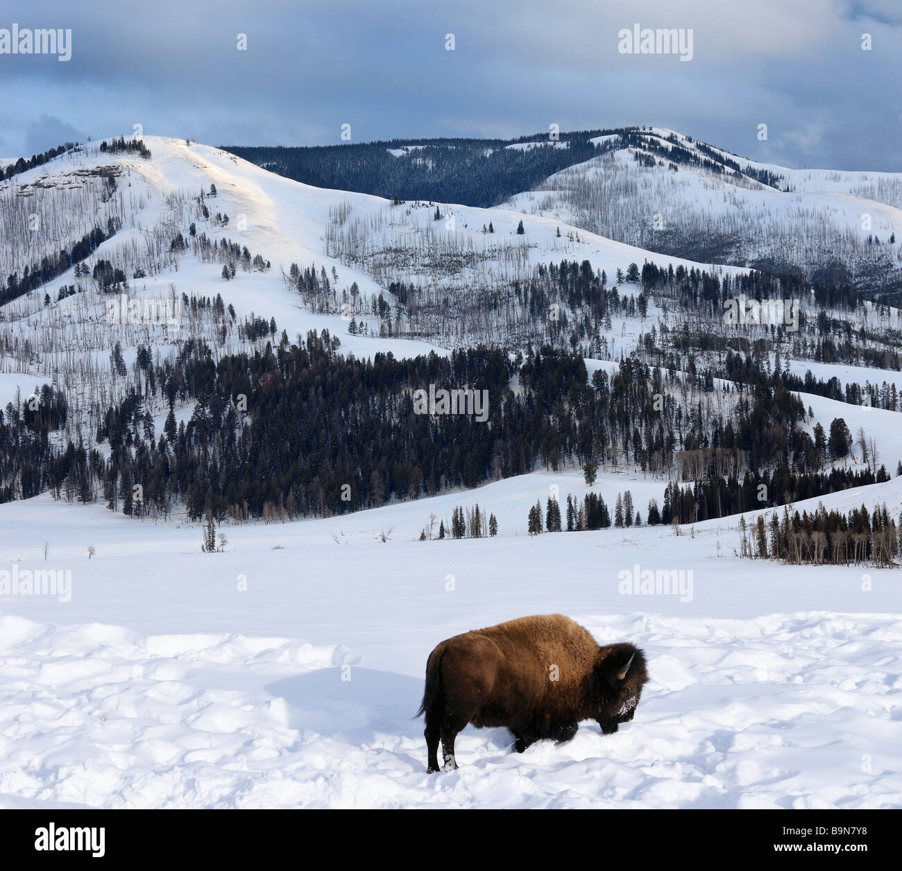 Lone Bison in winter at sunset grazing in Lamar Valley in Yellowstone Wyoming Stock Photo
