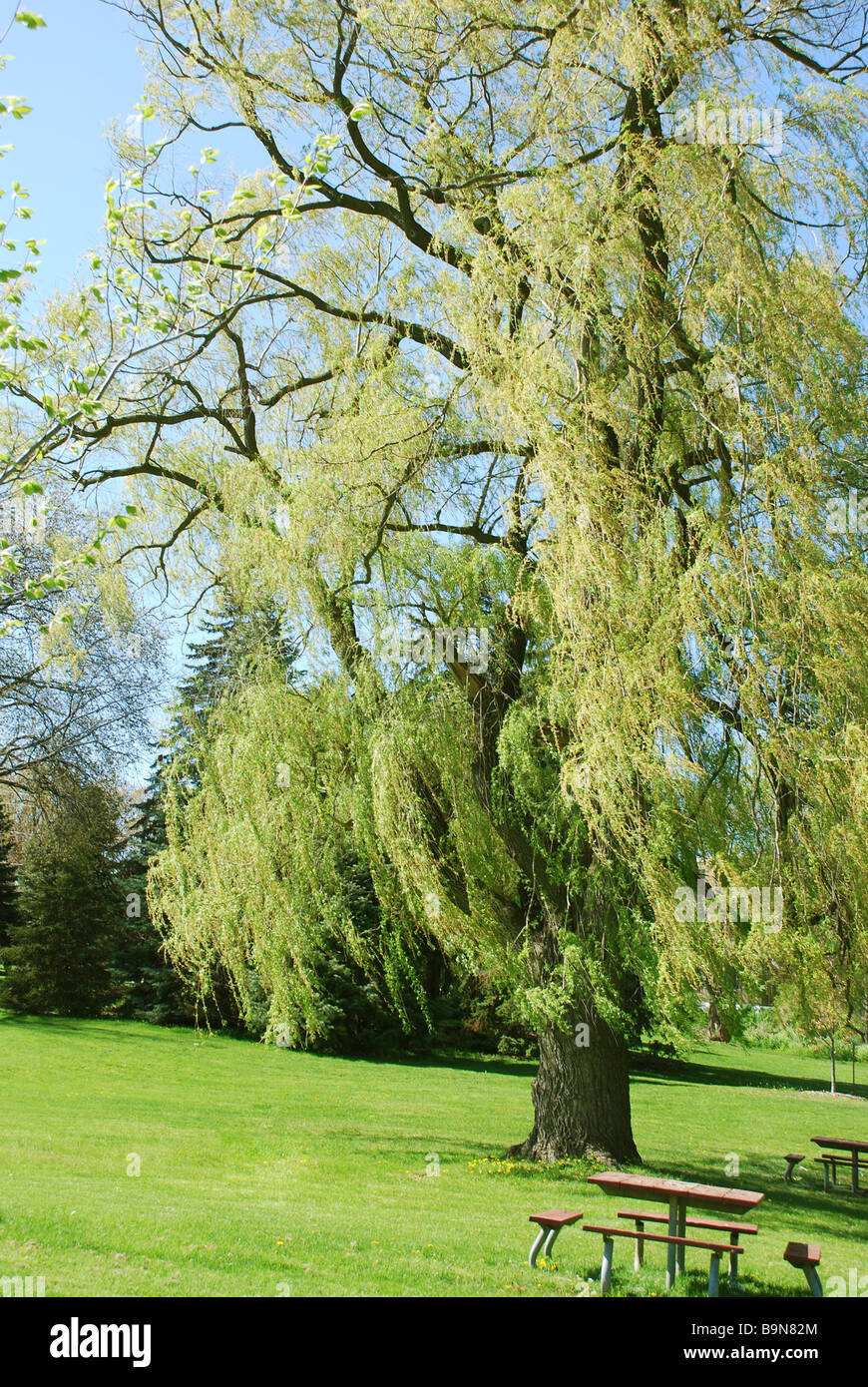 Green scenery in park in spring Stock Photo - Alamy