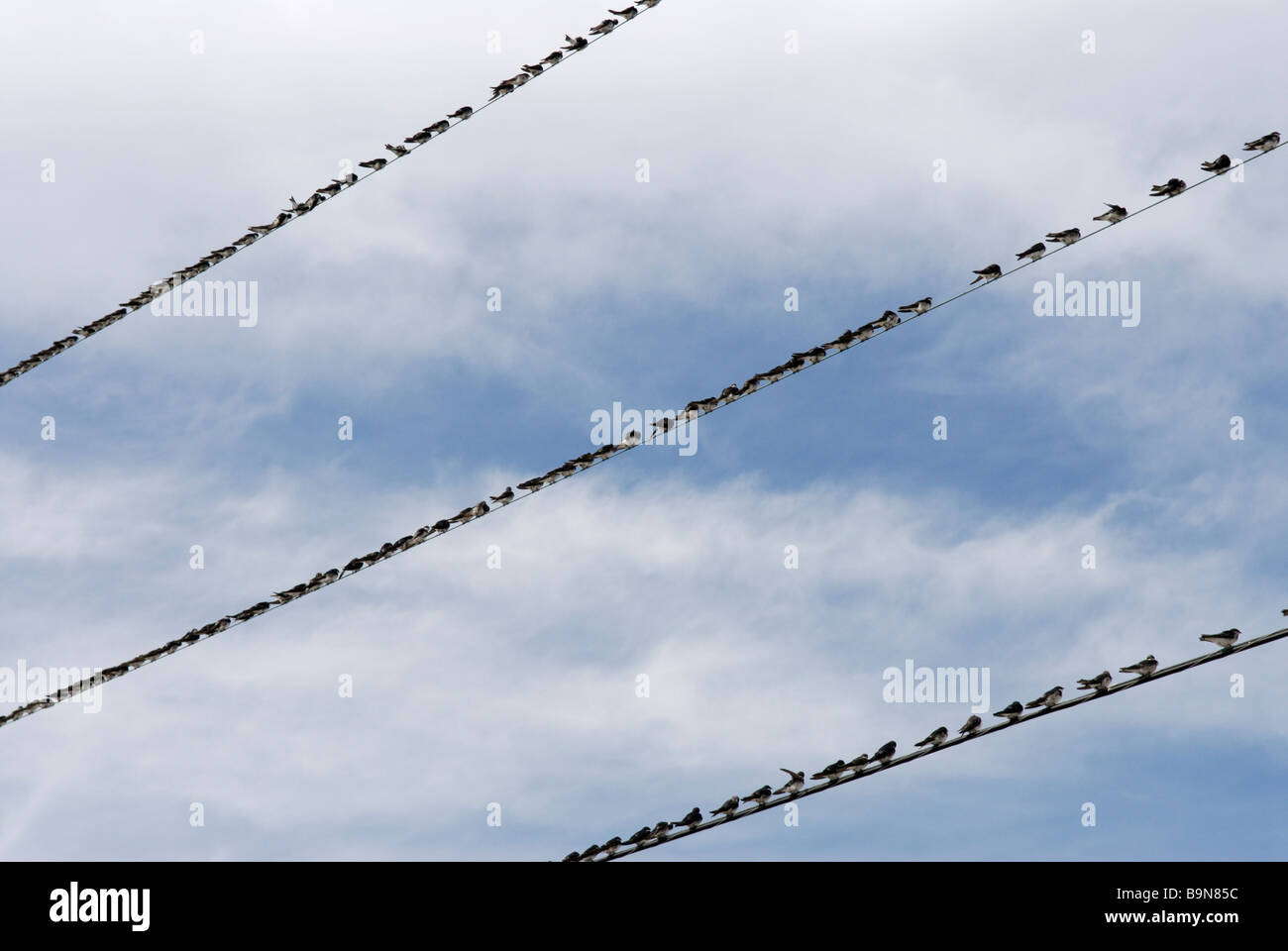 Tree swallows, Tachycineta bicolor, congregating on wires during autumn migration, Cape May, New Jersey. Stock Photo