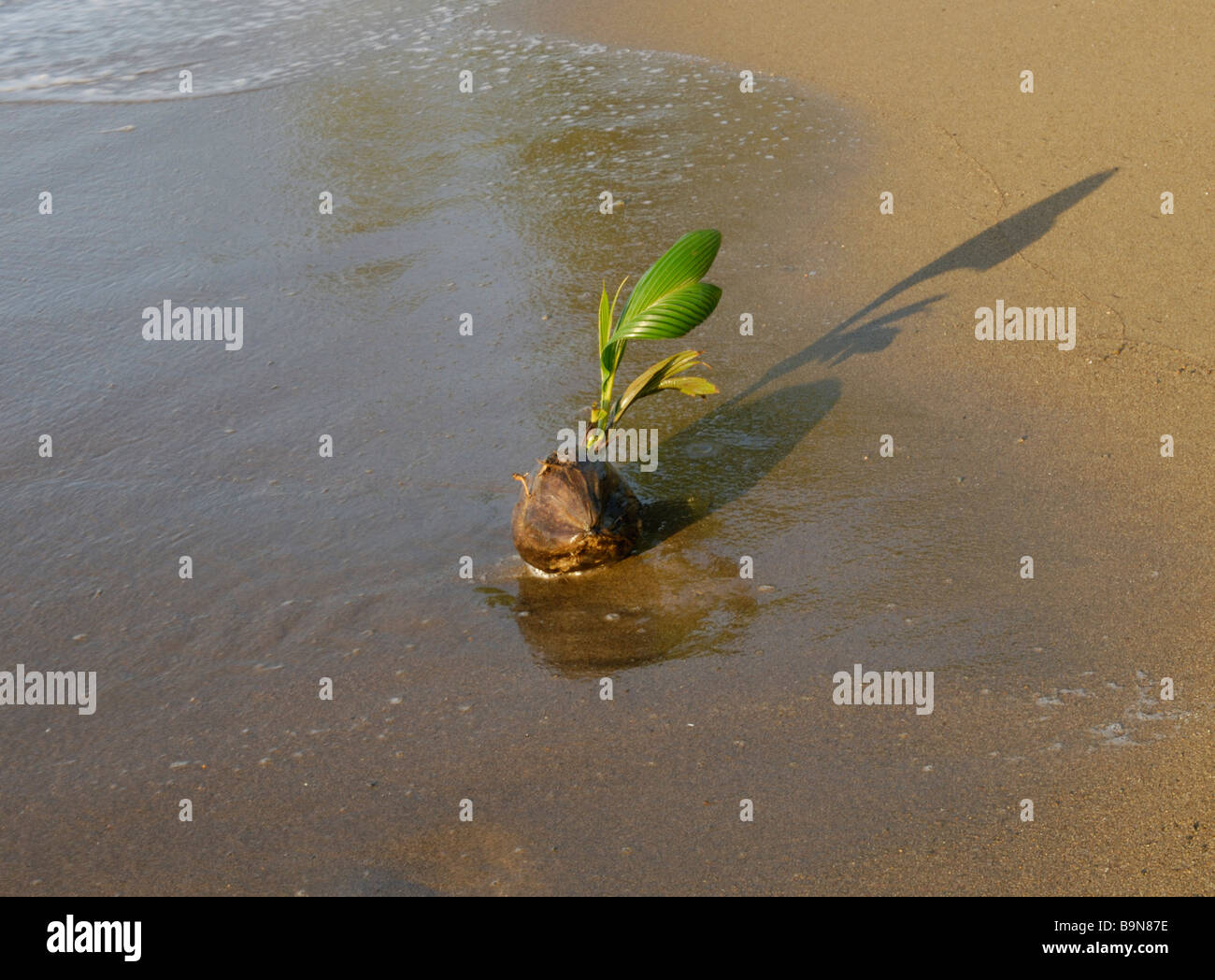 Coconut sprouting on beach on hires stock photography and images Alamy